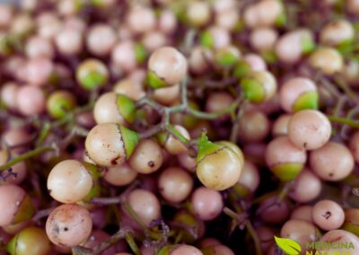 Cordia dichotoma - CLÚSIA; LASORA