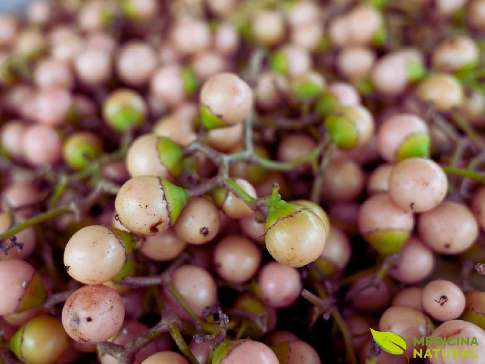 Cordia dichotoma - CLÚSIA; LASORA