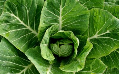 Couve: conheça os benefícios nutritivos