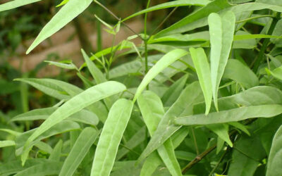 Crajiru (pariri): para que serve o chá