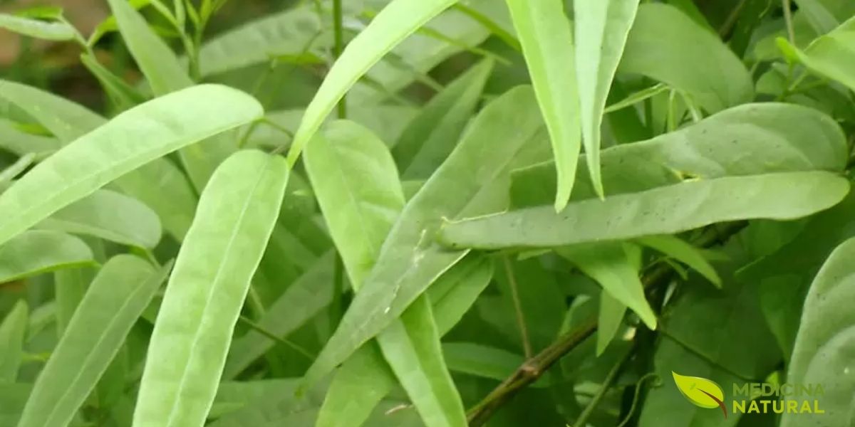 As folhas do crajiru são a farmácia da planta: é nelas que se concentram a carajurina, as antocianinas e os flavonoides responsáveis pelos efeitos anti-inflamatórios e cicatrizantes. A disposição trifoliada (três folíolos por folha) é característica que ajuda na identificação da espécie. O verde vivo e a forma característica das folhas são um indicativo da vitalidade da planta, fonte de compostos que promovem a saúde e o bem-estar.