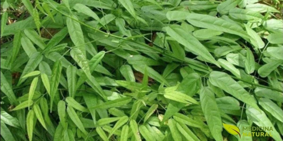 As folhas do crajiru são a farmácia da planta: é nelas que se concentram a carajurina, as antocianinas e os flavonoides responsáveis pelos efeitos anti-inflamatórios e cicatrizantes. A disposição trifoliada (três folíolos por folha) é característica que ajuda na identificação da espécie. Nas margens dos rios amazônicos, comunidades ribeirinhas praticam o extrativismo sustentável do crajiru há gerações. O conhecimento sobre quando e como colher, transmitido de pais para filhos, garante a preservação da planta e a continuidade do uso medicinal.