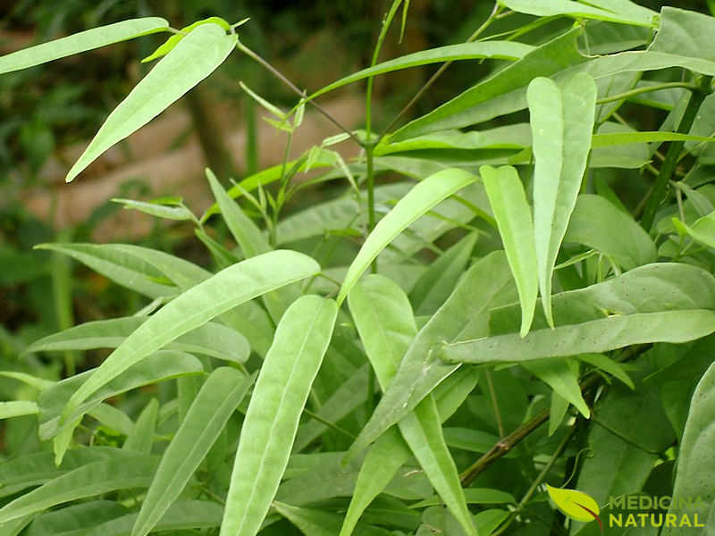 Crajiru - Pariri - Arrabidaea chica