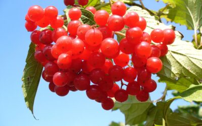 Vaccinium macrocarpon – CRANBERRY; OXICOCO-AMERICANO