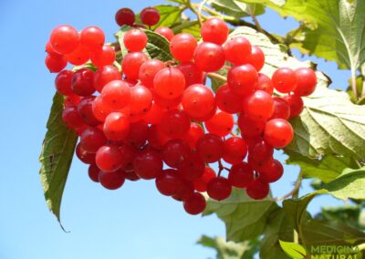 Cranberry (oxicoco) - Vaccinium macrocarpon