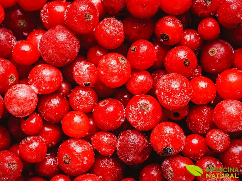 Cranberry (oxicoco) - Vaccinium macrocarpon