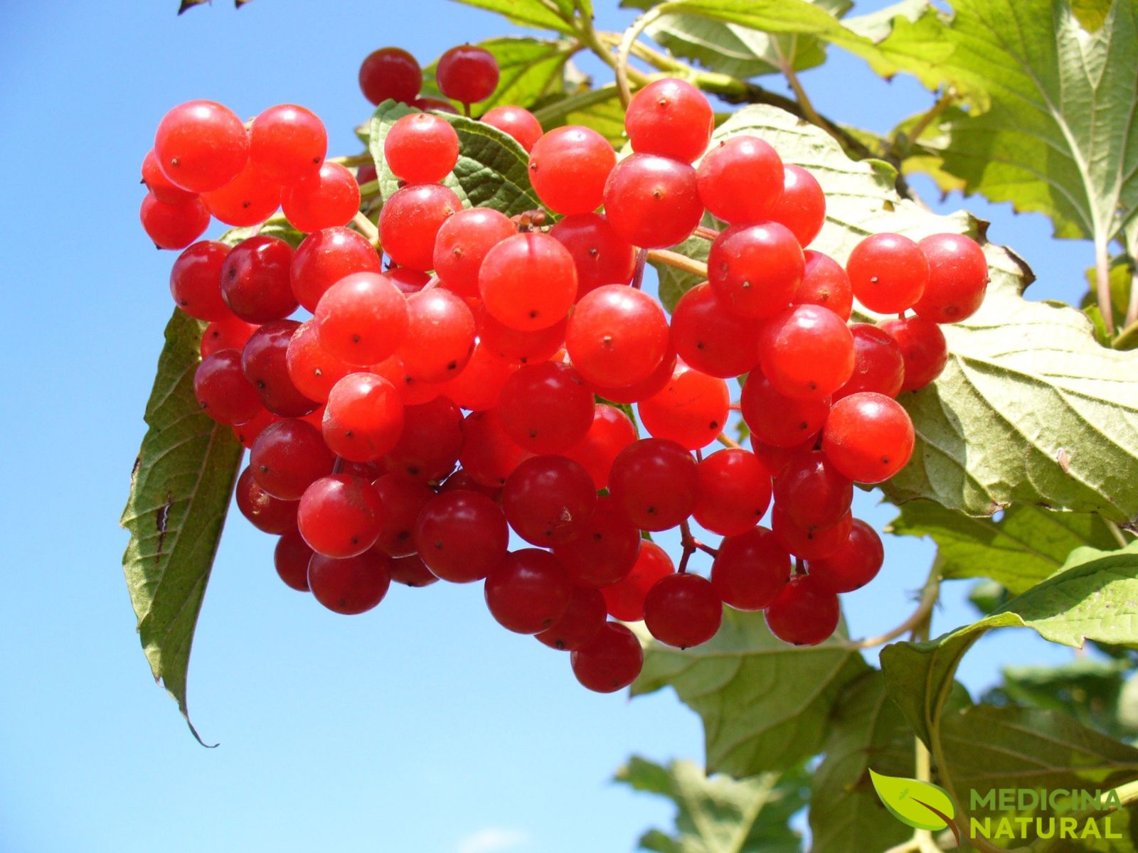 Cranberry (oxicoco) - Vaccinium macrocarpon