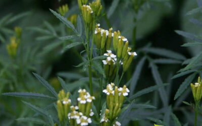 Cravo-de-defunto: saiba para que serve