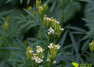 Cravo-de-defunto - Tagetes minuta