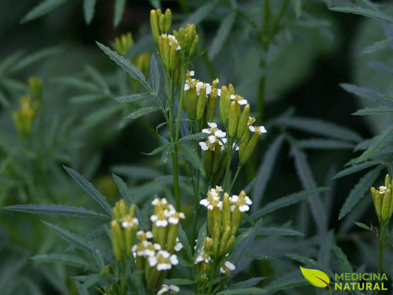 Cravo-de-defunto - Tagetes minuta