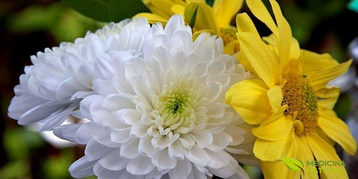 Variedades brancas e amarelas do Chrysanthemum morifolium, tradicionalmente usadas na preparação de chás medicinais na Medicina Tradicional Chinesa.