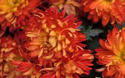 Chrysanthemum morifolium – CRISÂNTEMO