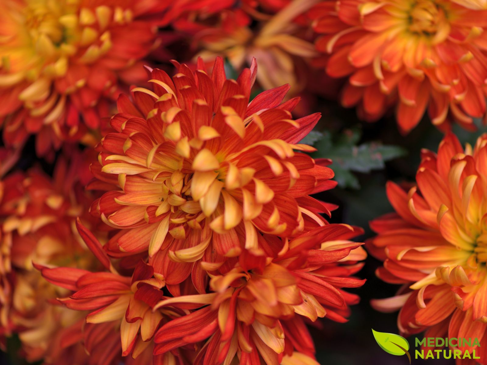 Crisântemo - Chrysanthemum morifolium