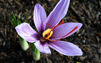 Crocus sativus (AÇAFRÃO-VERDADEIRO)