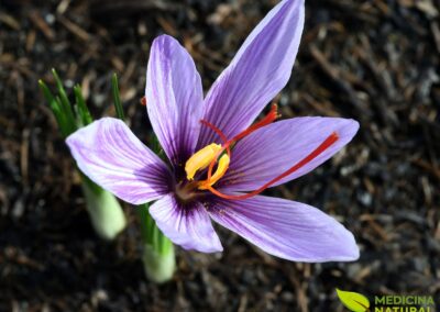 Crocus sativus - AÇAFRÃO-VERDADEIRO