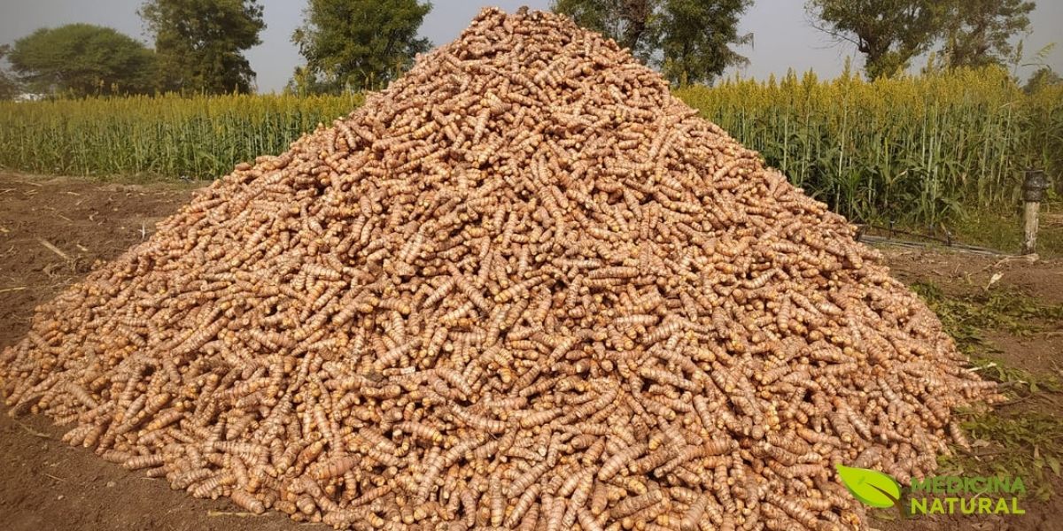 O cultivo comercial de cúrcuma requer condições específicas: clima tropical ou subtropical, temperaturas entre 20-30°C, chuvas bem distribuídas (1.500-2.250mm anuais) e solo bem drenado e rico em matéria orgânica. A Índia é o maior produtor mundial, responsável por cerca de 80% da produção global, seguida por Bangladesh, Paquistão e Tailândia. O ciclo de cultivo dura de 7 a 10 meses: os rizomas são plantados no início da estação chuvosa, a planta cresce vigorosamente durante as chuvas, e a colheita ocorre quando as folhas começam a amarelar e secar, indicando que os rizomas atingiram a maturidade. Esta imagem representa a escala industrial necessária para atender à crescente demanda global por cúrcuma, impulsionada tanto pelo uso culinário quanto pelo interesse em seus benefícios medicinais.