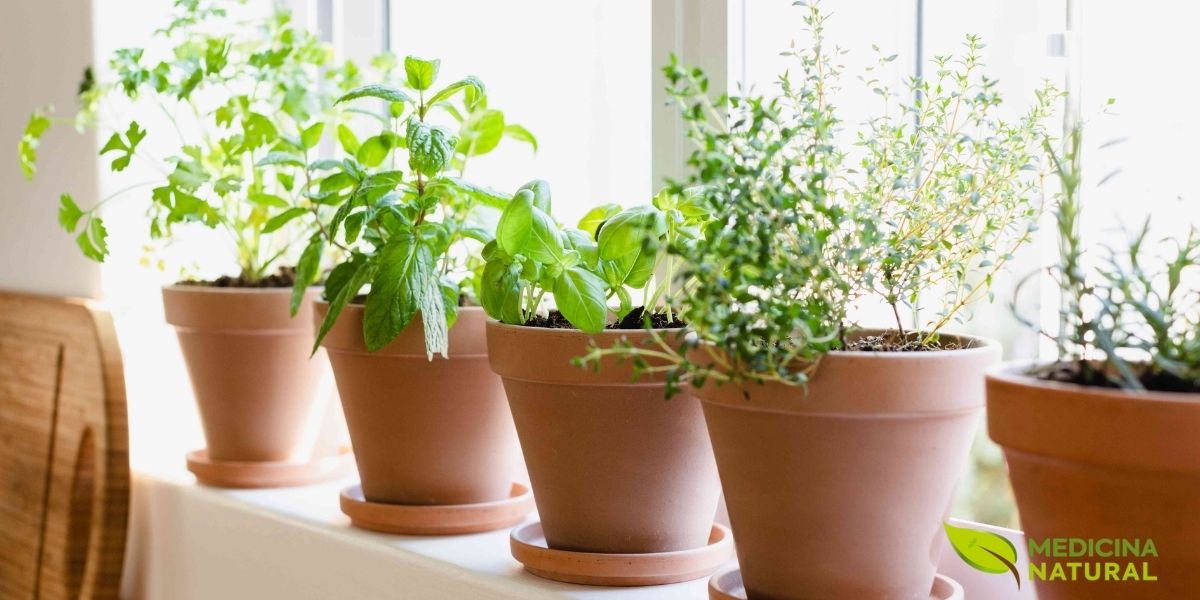 Cultivo doméstico de ervas medicinais em vasos de terracota. A folha-da-fortuna adapta-se bem ao cultivo em vasos, preferindo solo bem drenado, luz solar indireta e regas moderadas. É uma planta de fácil manutenção, ideal para hortas medicinais caseiras.