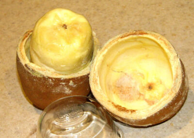 Cupuaçu - Theobroma grandiflorum