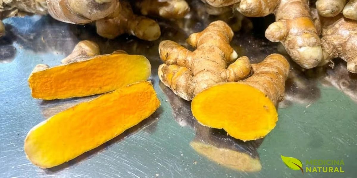 Rizomas frescos de cúrcuma (açafrão-da-terra), revelando sua textura nodular e ramificada característica. Cada "dedo" do rizoma é uma extensão subterrânea do caule, que armazena nutrientes e compostos bioativos. A coloração externa varia de marrom-claro a laranja-escuro, enquanto o interior apresenta um amarelo-alaranjado intenso, sinal da alta concentração de curcumina. Esta raiz é colhida após 7-10 meses de cultivo, quando a planta atinge sua maturidade e os rizomas alcançam o pico de curcuminoides. Na medicina natural, a cúrcuma fresca pode ser ralada e adicionada a sucos, chás e smoothies, oferecendo o espectro completo de seus compostos ativos, incluindo óleos voláteis (turmerona, atlantona) que são perdidos no processo de secagem.