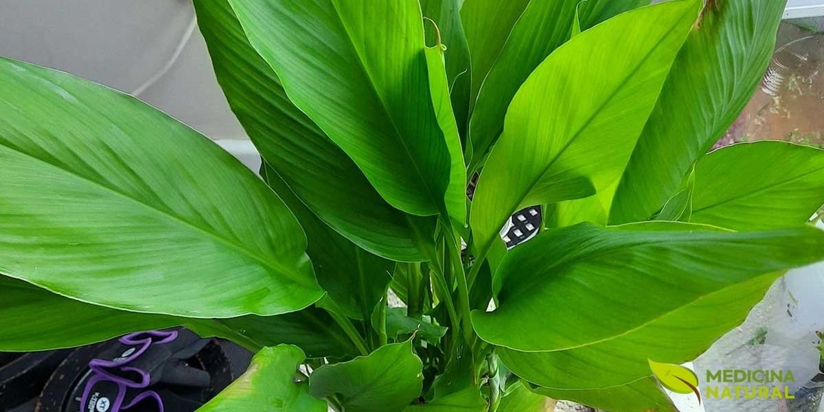 As folhas da cúrcuma são grandes, lanceoladas e de um verde vibrante, podendo atingir até 1 metro de comprimento. Elas crescem diretamente do rizoma em pseudocaules (caules falsos formados pelas bainhas das folhas enroladas). Além de serem visualmente impressionantes, as folhas de cúrcuma também têm usos culinários e medicinais em algumas culturas asiáticas. Na culinária tailandesa e indiana, as folhas frescas são usadas para embrulhar alimentos antes de cozinhar no vapor ou grelhar, conferindo um aroma sutil e terroso aos pratos. As folhas contêm compostos aromáticos e óleos essenciais diferentes dos encontrados no rizoma, incluindo terpenos que possuem propriedades antimicrobianas.