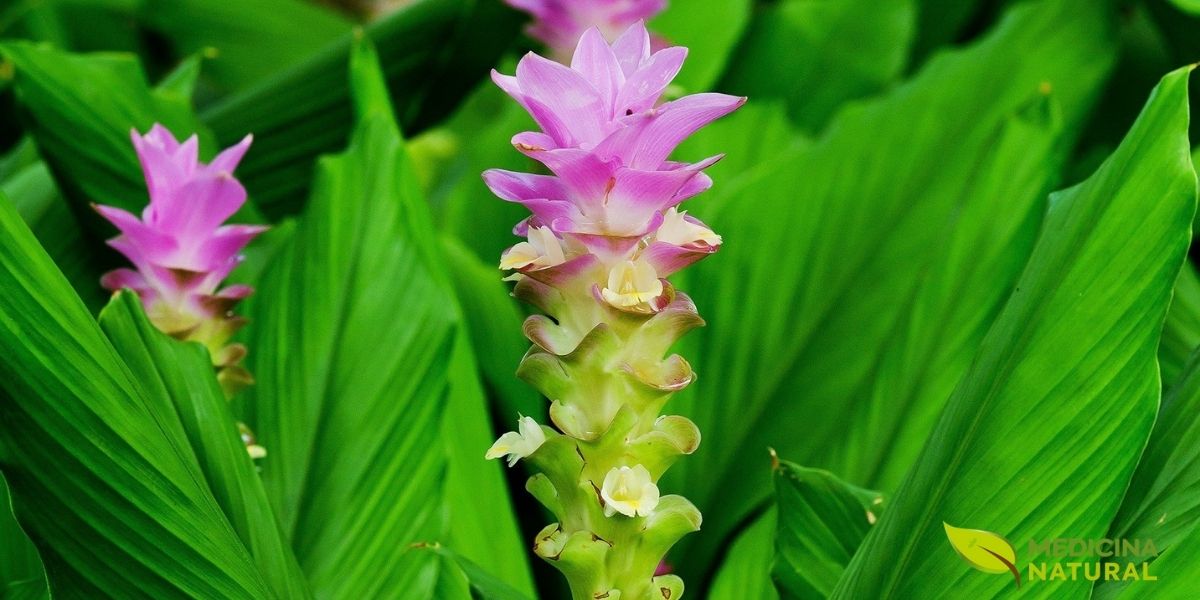 Inflorescências de Curcuma longa mostrando a estrutura detalhada das brácteas rosa-púrpura dispostas em espiral. As brácteas inferiores são verde-amareladas, gradualmente transitando para rosa-intenso nas superiores. Entre as brácteas, pequenas flores tubulares amarelas emergem, sendo as verdadeiras flores da planta. As folhas ao fundo são grandes, lanceoladas, com nervuras paralelas bem marcadas. Esta imagem captura perfeitamente a complexidade botânica da inflorescência, mostrando como as brácteas coloridas funcionam como estruturas de atração enquanto protegem as delicadas flores reprodutivas.