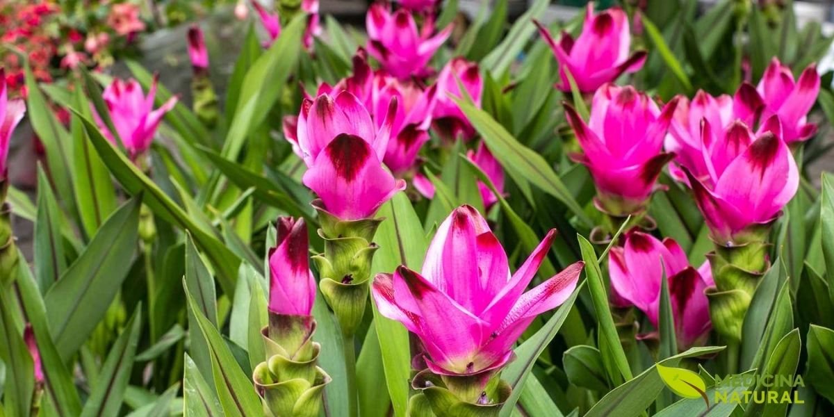 Plantação de Curcuma longa em plena floração, mostrando múltiplas inflorescências rosa-intenso emergindo entre as folhas verdes. As inflorescências são espigas cilíndricas compostas por brácteas sobrepostas que protegem as flores verdadeiras. A coloração rosa vibrante das brácteas superiores contrasta belamente com o verde das folhas, criando um espetáculo visual impressionante. Esta fase de floração ocorre geralmente 3-4 meses após o plantio, durante a estação chuvosa. As folhas são grandes, oblongas, com nervuras paralelas características das monocotiledôneas. Esta imagem é particularmente valiosa para ilustrar a beleza ornamental da cúrcuma, frequentemente subestimada devido ao foco comercial nos rizomas. Em jardins tropicais e subtropicais, a cúrcuma é cultivada tanto por suas propriedades medicinais quanto por seu valor estético durante a floração.