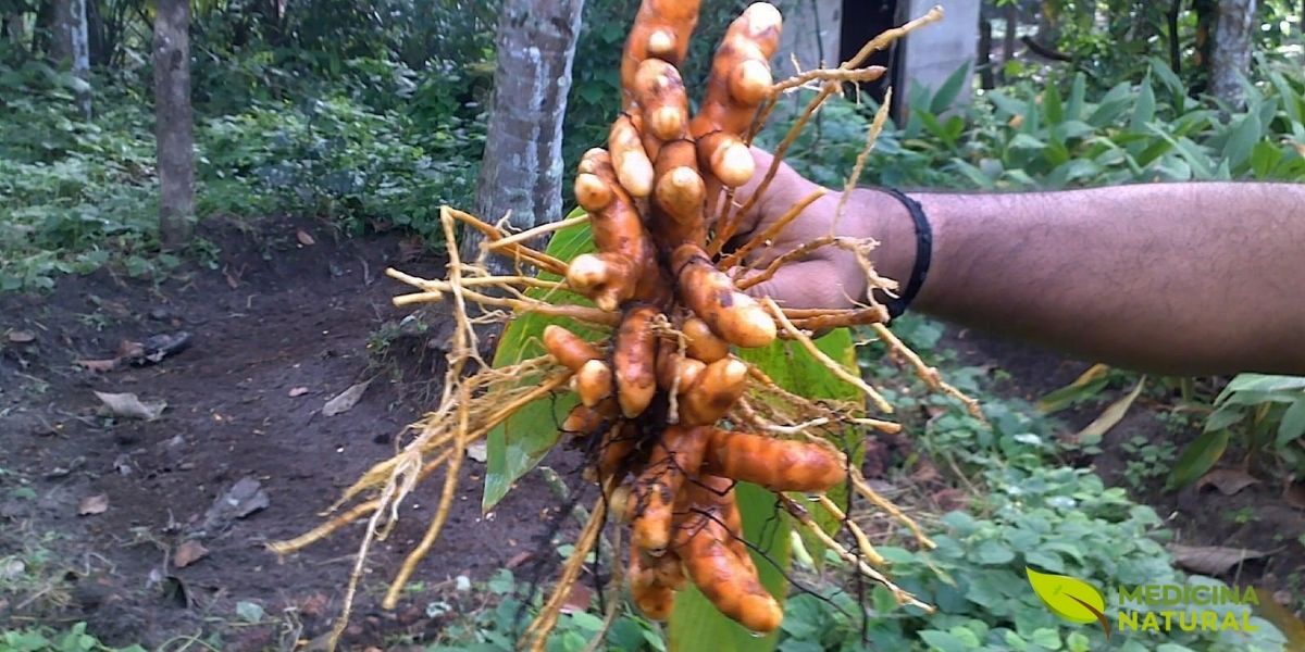 Rizomas de Curcuma longa recém-colhidos em ambiente de floresta tropical, mostrando a planta completa com folhas verdes ao fundo. Os rizomas foram cuidadosamente escavados do solo, revelando sua estrutura ramificada complexa. Observa-se o rizoma principal mais grosso e os rizomas secundários (dedos) mais finos e alongados. Raízes adventícias finas ainda estão aderidas aos rizomas. Esta fotografia contextualiza o cultivo tradicional de cúrcuma em sistemas agroflorestais tropicais, onde a planta cresce sob dossel parcial. A colheita manual preserva a integridade dos rizomas e é a prática padrão em pequenas propriedades familiares na Índia, Indonésia e outros países produtores.