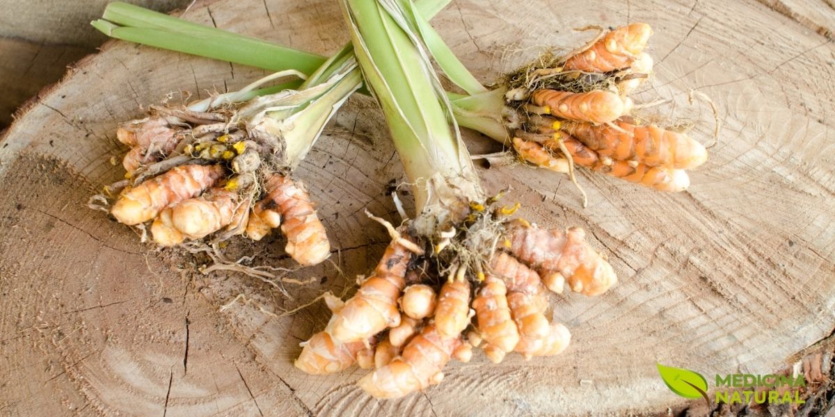 Os rizomas apresentam coloração externa marrom-amarelada com superfície lisa e anéis de cicatrizes foliares visíveis. Pequenas raízes adventícias ainda estão aderidas à superfície. A imagem mostra rizomas de diferentes tamanhos, refletindo a variação natural dentro de uma mesma planta. Estes rizomas frescos são a forma preferida em medicina tradicional ayurvédica e chinesa, podendo ser ralados, fatiados ou usados inteiros em preparações. O aroma característico dos rizomas frescos é mais intenso que o do pó, devido à maior concentração de óleos essenciais voláteis.