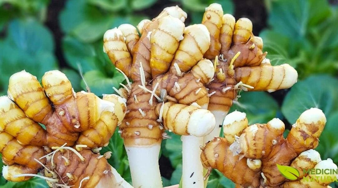 Cúrcuma (Açafrão-da-Terra): Benefícios e Propriedades