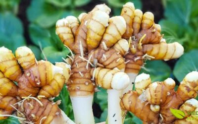 Cúrcuma (Açafrão-da-Terra): Benefícios e Propriedades