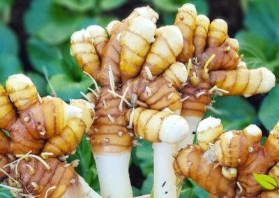 A cúrcuma (Curcuma longa), também conhecida como açafrão-da-terra, é uma planta herbácea perene da família Zingiberaceae, nativa do sul da Ásia. Esta imagem mostra os rizomas frescos recém-colhidos, ainda com terra e raízes, revelando a forma natural como são extraídos do solo. Os rizomas apresentam uma coloração externa marrom-alaranjada característica, enquanto seu interior possui um vibrante tom amarelo-alaranjado devido à presença da curcumina, seu principal composto bioativo. Esta raiz subterrânea é o tesouro medicinal da planta, utilizada há mais de 4.000 anos na medicina ayurvédica indiana e na medicina tradicional chinesa. Após a colheita, os rizomas são lavados, cozidos, secos ao sol e moídos para produzir o pó de cúrcuma que conhecemos.