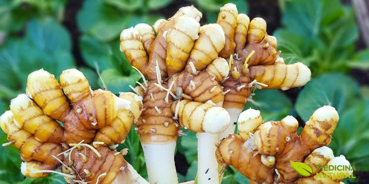 A cúrcuma (Curcuma longa), também conhecida como açafrão-da-terra, é uma planta herbácea perene da família Zingiberaceae, nativa do sul da Ásia. Esta imagem mostra os rizomas frescos recém-colhidos, ainda com terra e raízes, revelando a forma natural como são extraídos do solo. Os rizomas apresentam uma coloração externa marrom-alaranjada característica, enquanto seu interior possui um vibrante tom amarelo-alaranjado devido à presença da curcumina, seu principal composto bioativo. Esta raiz subterrânea é o tesouro medicinal da planta, utilizada há mais de 4.000 anos na medicina ayurvédica indiana e na medicina tradicional chinesa. Após a colheita, os rizomas são lavados, cozidos, secos ao sol e moídos para produzir o pó de cúrcuma que conhecemos. A cúrcuma (Curcuma longa), também conhecida como açafrão-da-terra, é uma planta herbácea perene da família Zingiberaceae, nativa do sul da Ásia. Esta imagem mostra os rizomas frescos recém-colhidos, ainda com terra e raízes, revelando a forma natural como são extraídos do solo. Os rizomas apresentam uma coloração externa marrom-alaranjada característica, enquanto seu interior possui um vibrante tom amarelo-alaranjado devido à presença da curcumina, seu principal composto bioativo. Esta raiz subterrânea é o tesouro medicinal da planta, utilizada há mais de 4.000 anos na medicina ayurvédica indiana e na medicina tradicional chinesa. Após a colheita, os rizomas são lavados, cozidos, secos ao sol e moídos para produzir o pó de cúrcuma que conhecemos.