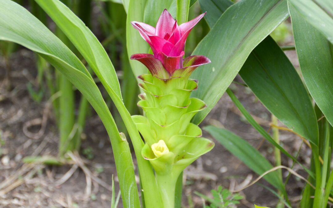 Curcuma zedoaria – ZEDOÁRIA