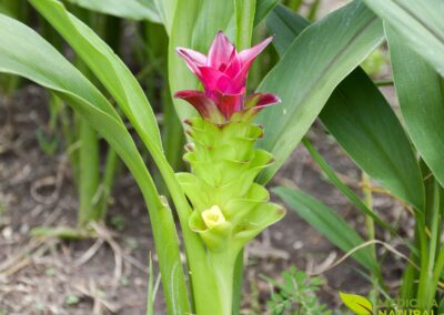 Zedoária - Curcuma zedoaria