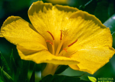 Damiana - Turnera diffusa