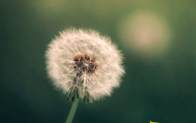 Taraxacum officinale (DENTE-DE-LEÃO)