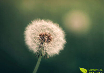 Dente-de-leão - Taraxacum officinale