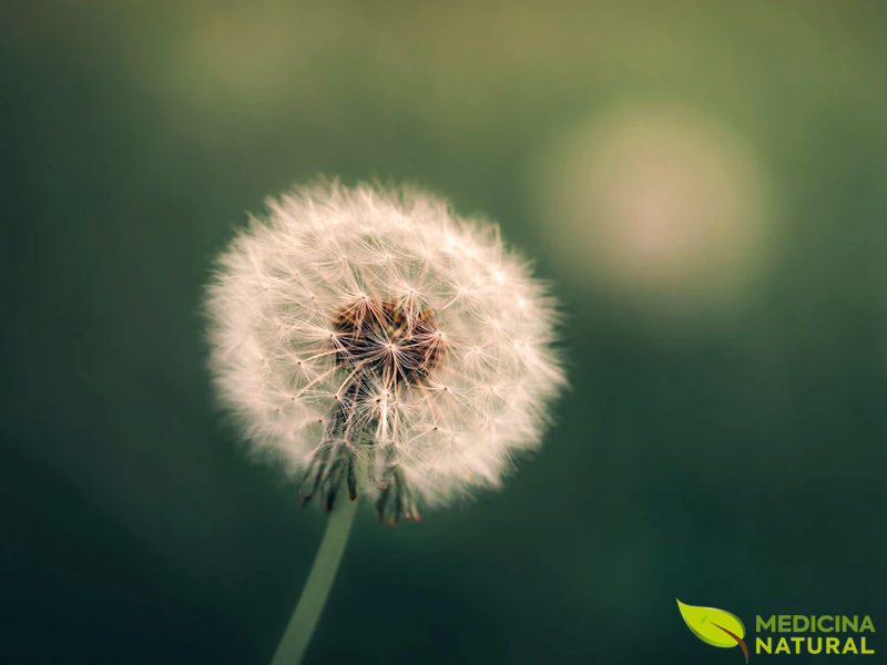 Taraxacum officinale (DENTE-DE-LEÃO)