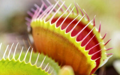 Dioneia: saiba para que serve a planta