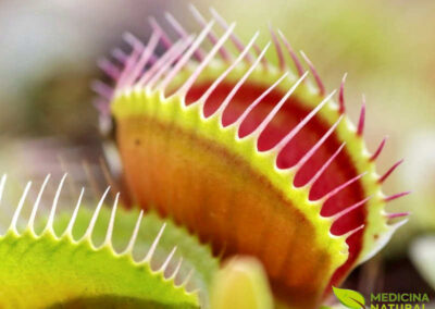 Dioneia - Dionaea muscipula