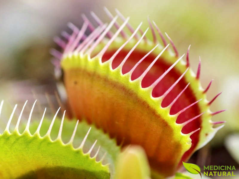 Dioneia - Dionaea muscipula