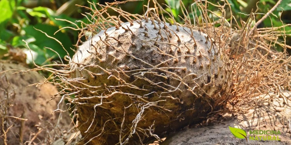 Os tubérculos de Dioscorea hispida são a parte mais significativa e perigosa da planta. Eles são estruturas de armazenamento subterrâneas que podem variar em tamanho, forma e cor, geralmente apresentando uma casca marrom-acinzentada e uma polpa interna que pode ser branca, amarelada ou até levemente rosada. A superfície dos tubérculos pode ter raízes fibrosas aderidas e uma textura irregular. Estes tubérculos são ricos em amido, mas também contêm altas concentrações de dioscorina (um alcaloide neurotóxico) e glicosídeos cianogênicos, tornando-os extremamente venenosos se consumidos crus ou mal processados. As imagens desta categoria são essenciais para a seção de "Modo de Uso", especialmente para ilustrar os processos de desintoxicação, ou para a seção de "Contraindicações" para enfatizar visualmente os riscos associados ao manuseio e consumo inadequado.