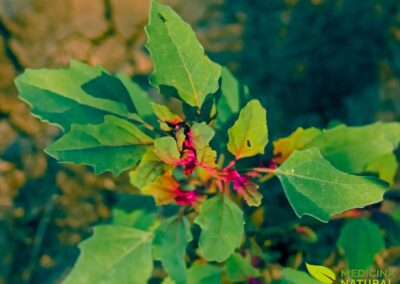 Dysphania ambrosioides / Chenopodium ambrosioides - ERVA-DE-SANTA-MARIA