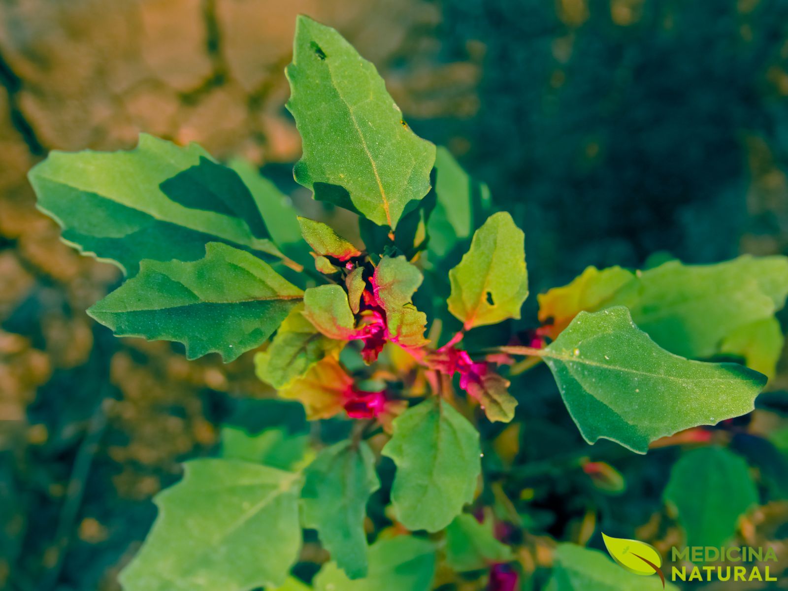 Dysphania ambrosioides / Chenopodium ambrosioides - ERVA-DE-SANTA-MARIA