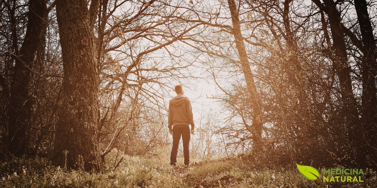 A ecoterapia, como caminhar em uma floresta, tem um impacto profundo na saúde mental. O contato com a natureza reduz o estresse, a ansiedade e a ruminação de pensamentos negativos. É uma forma simples e acessível de reconectar-se consigo mesmo e encontrar paz, sendo um complemento valioso para o tratamento da depressão.