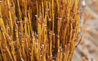 Efedra e efedrina: saiba para que serve