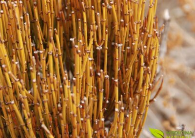 Efedra (efedrina) - Ephedra sinica