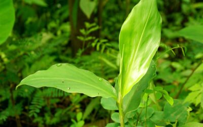 Elettaria cardamomum (CARDAMOMO)