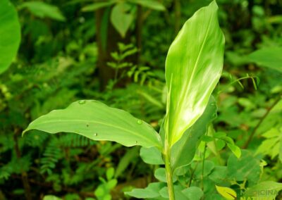 Elettaria cardamomum - CARDAMOMO
