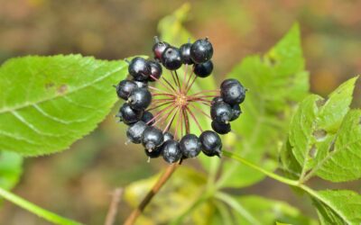 Eleutherococcus senticosus (GINSENG-SIBERIANO)